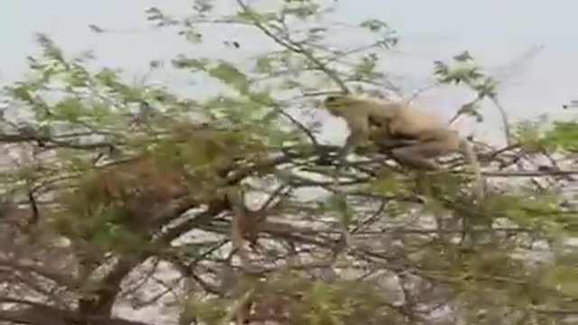 Wow!! the intellectual battle between a tiger and a monkey
