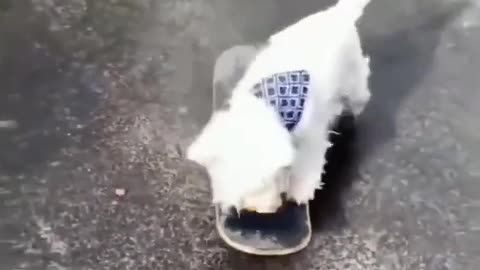 I thought I had a dog