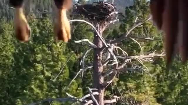 # Bald eagle # Strange animals