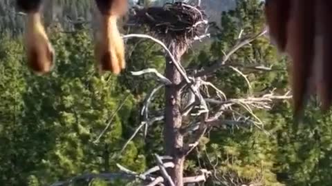 # Bald eagle # Strange animals