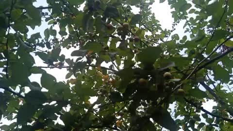 The tree is full of fruit
