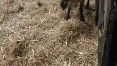 Sneasing lamb