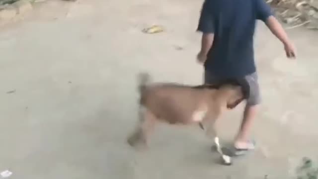 Funny Goats 🤣🤣😂