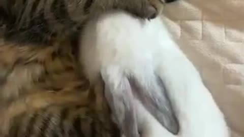 My Sleeping Pets