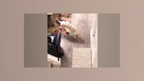Funny Animals / Funny Dogs & Cats