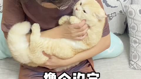 42_153428_爱笑的小年糕_当你妈听说你养了猫#抖音动物图鉴 #铲屎官的乐趣 @DOU小助手
