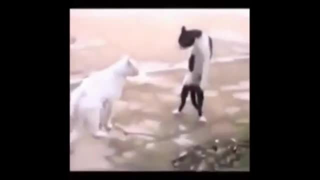 Animal dance. / Animals dancing.