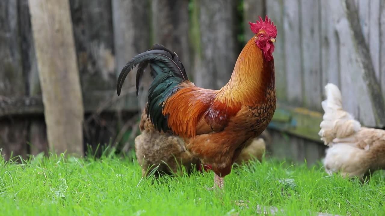 Beautiful Rooster with Hens