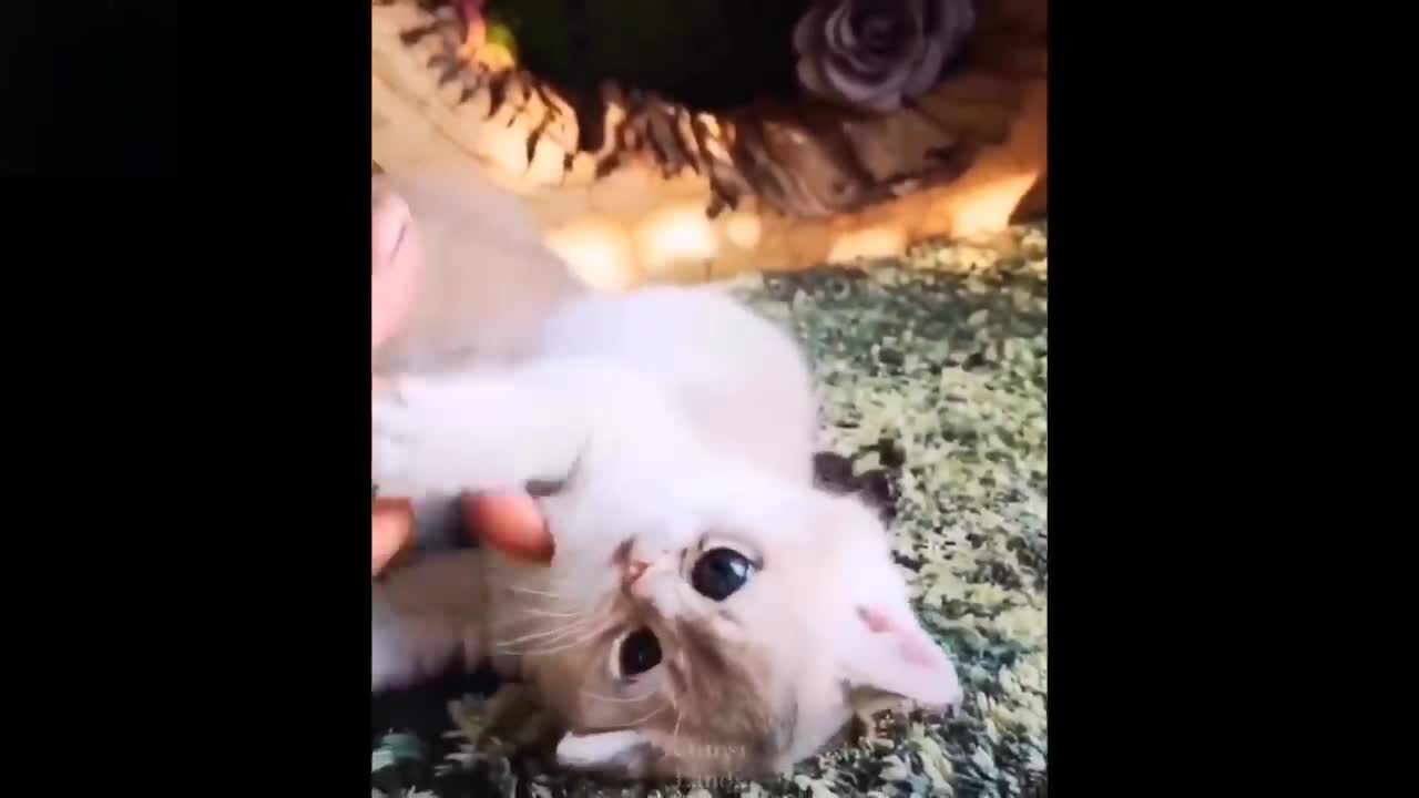 Cute And BestFunny Pets 01