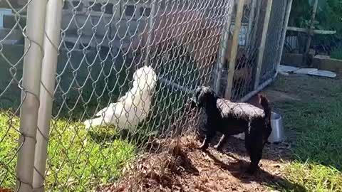Cockatoo meets two strange dogs
