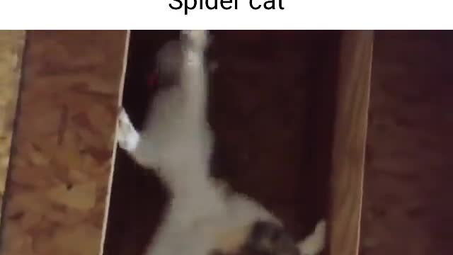 Spider cat