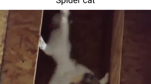 Spider cat