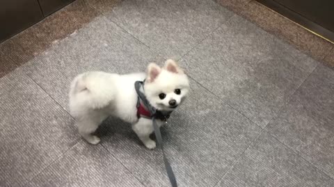 My dog's name is Hera.