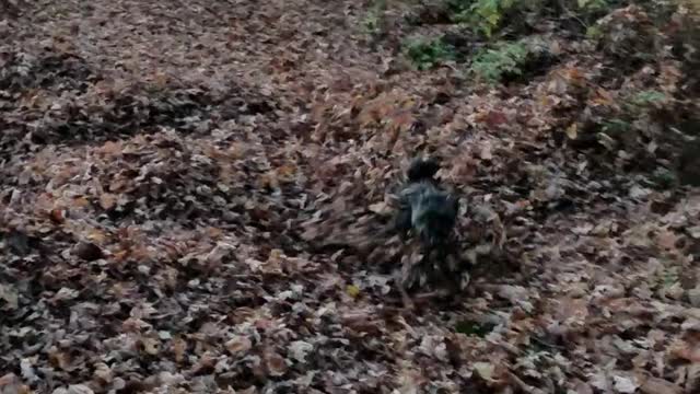 Sir Windsor loves the leaves