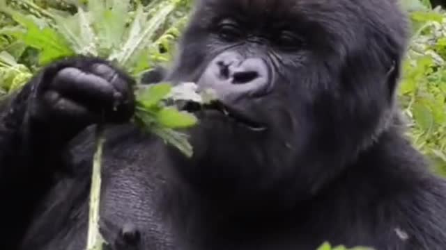 Have You Ever Seen Chimpanzees Eating Leaves?