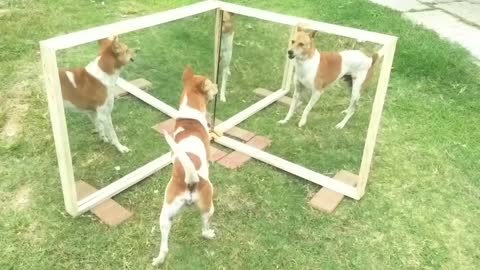 Mirror Prank For Dog Hilarious Funny Reaction | All in 1 | Mirror Prank Dog