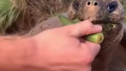 Funny animals moments