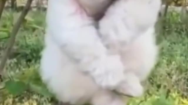 Funny and cute Pomeranian video | Mini White Pomeranian Puppy | Cute Puppy | Dogs