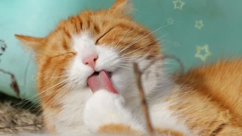 Cute cat Frist video