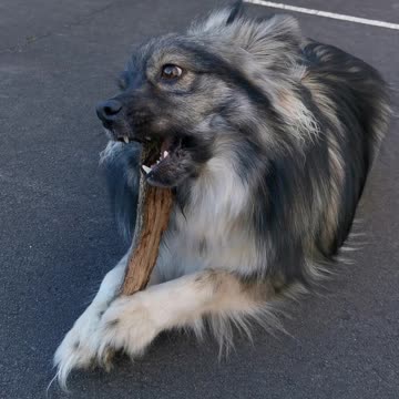 Worlds cutest puppy uses stick as a toothbrush