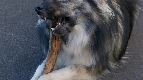 Worlds cutest puppy uses stick as a toothbrush