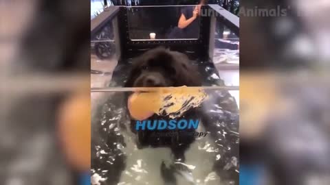 99 🤣 Funniest 🐶 Dogs and 😻 Cats Awesome Funny Animals Life Videos 😇