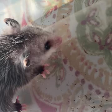 Opossum Cricket Kill-Box