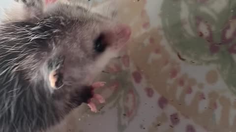 Opossum Cricket Kill-Box