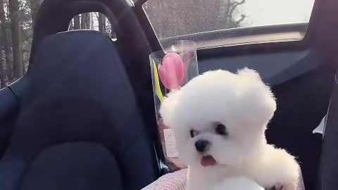 my dear puppy