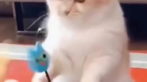 funny cat videos.Funny Animals Compilation