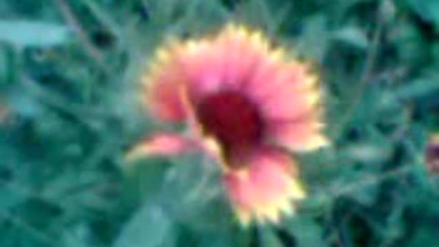 Cockade flovers