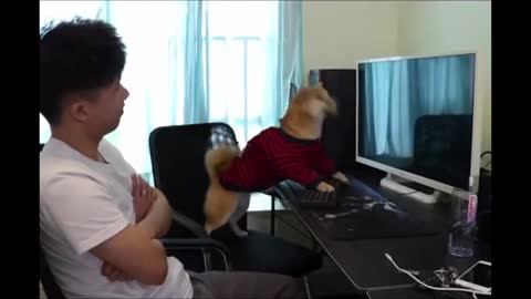 animal funniest moment!