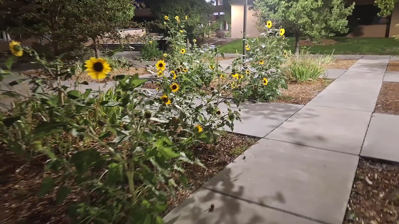 A Supermoon Serenade | Duck Pond at University of New Mexico