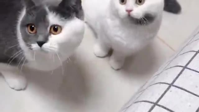The speed of shaking the head of the two cats is really fast!