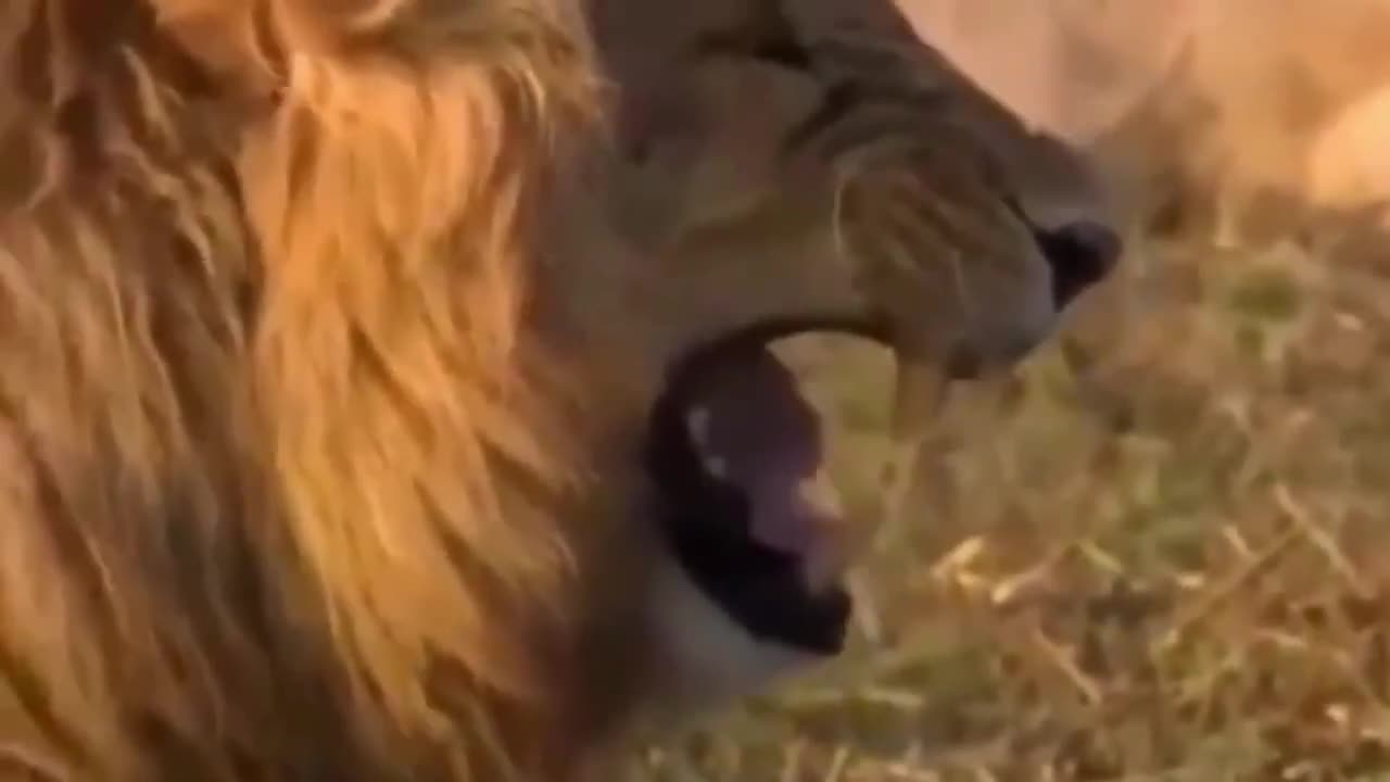 Try not to laugh with this video