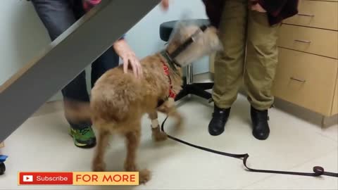 After This Blind Dog Got Surgery To See Again, His Adorable Reaction Touched 14M Hearts