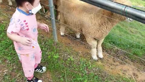Korean Sheep Ranch Boys Experience
