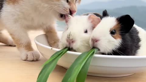 A cute cat