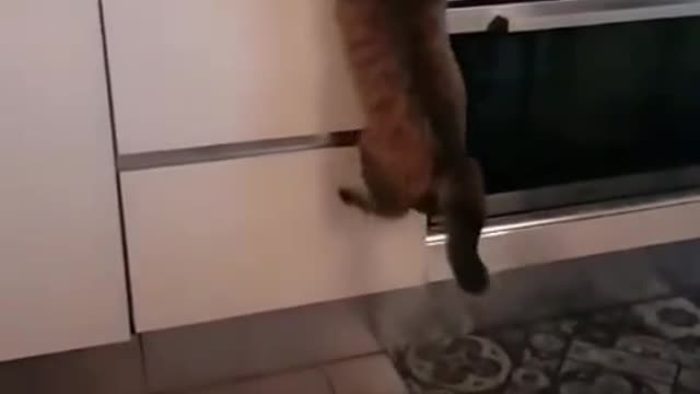 Romance Cat Jump to kiss | funny cat Shorts videos 2021