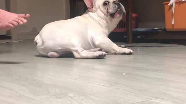 Puppy's Fun Snack Time