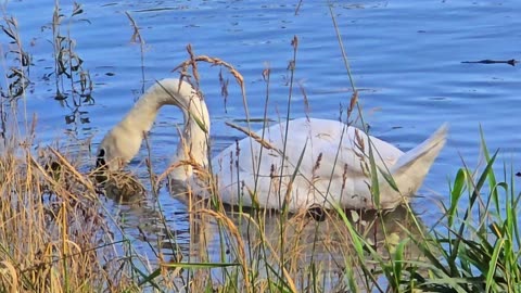 Beautiful white swan in the river / Schan looking for food.