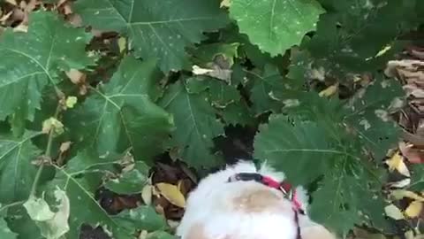 Puppy for sale