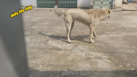 The dog knows its husband barks when a stranger comes to the house