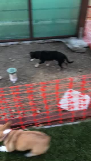 Corgi puppy tries to play with other dog