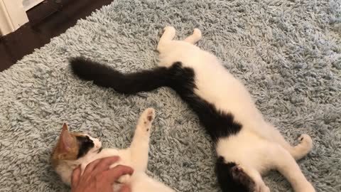 Kittens Love Carpet