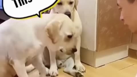 funny dog short