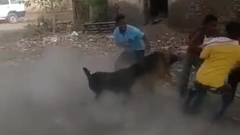 Dog Attacking on Boy | Very Danger Dog