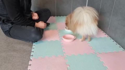 A dog that plays snacks. Pomeranian Jjanggun.