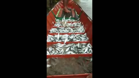 catch fish in the flooding season