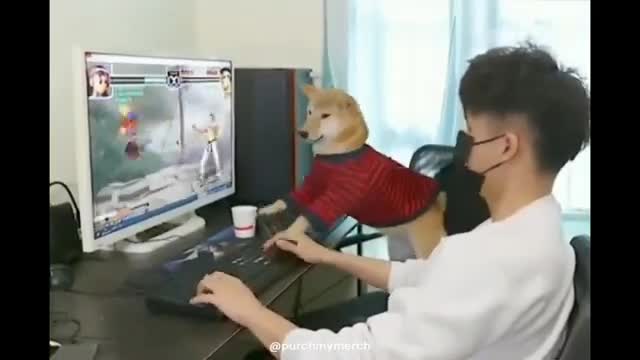 Dog Rage Quits ?! Shiba plays video games against humans - 2021